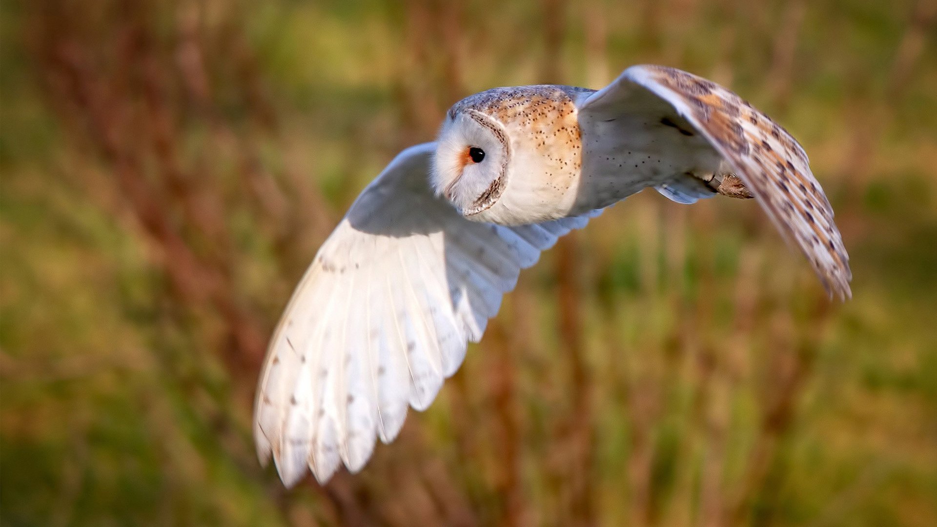 F1新赛季揭幕战之夜，锡安展现巨星价值
