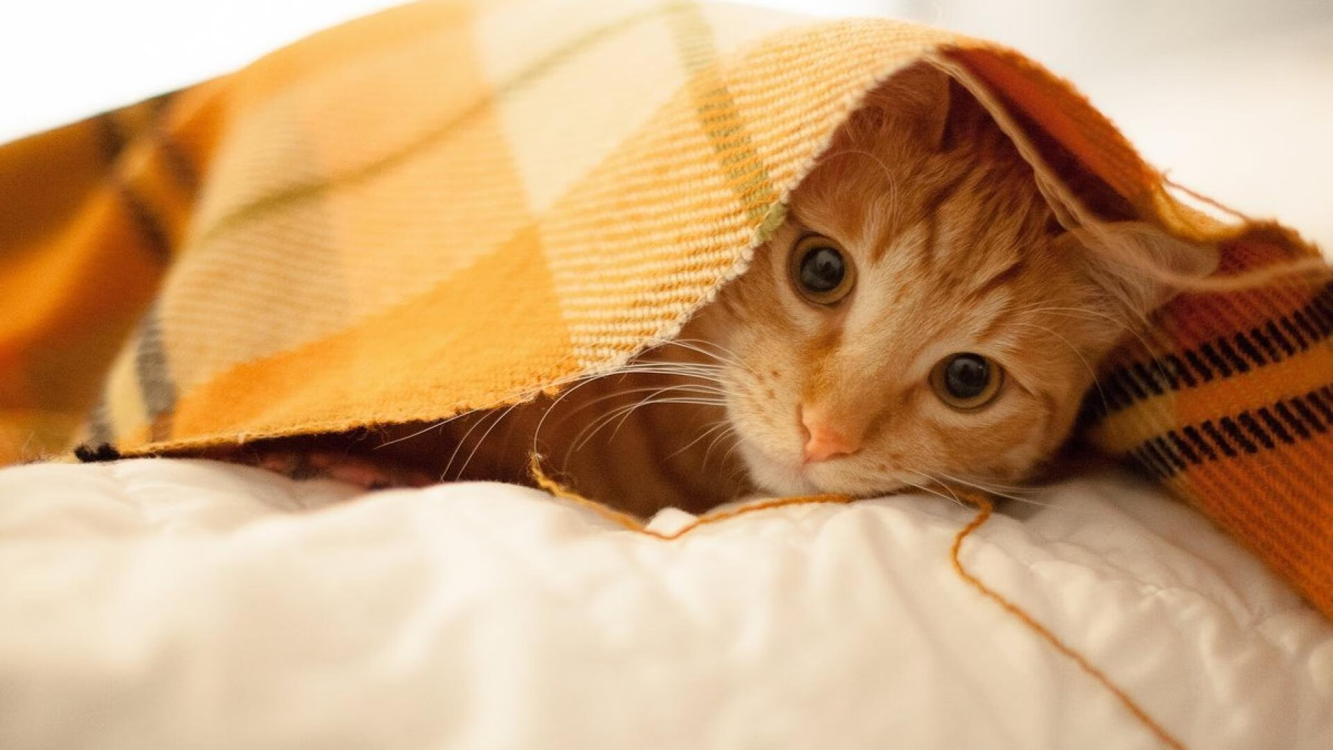 绿茵烽火与篮坛风云,当国家德比遇见辽篮哲学