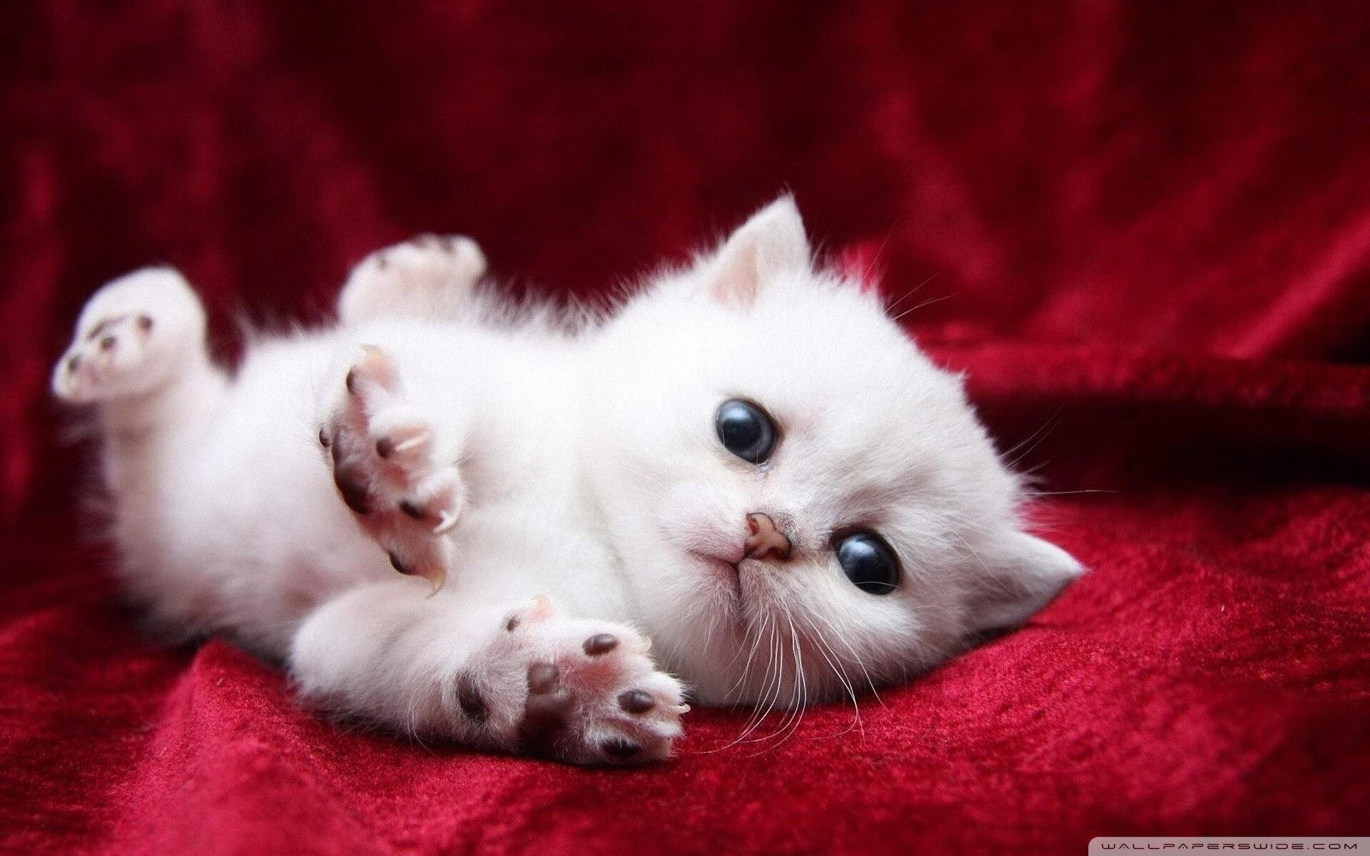 神谕之夜,当布雷默在巴林的沙漠中写下新的赛车旧约