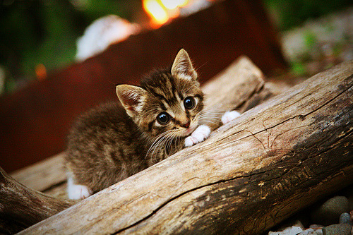 孤胆与群星，哈登赛后评分拉满，太阳团队篮球收割森林狼
