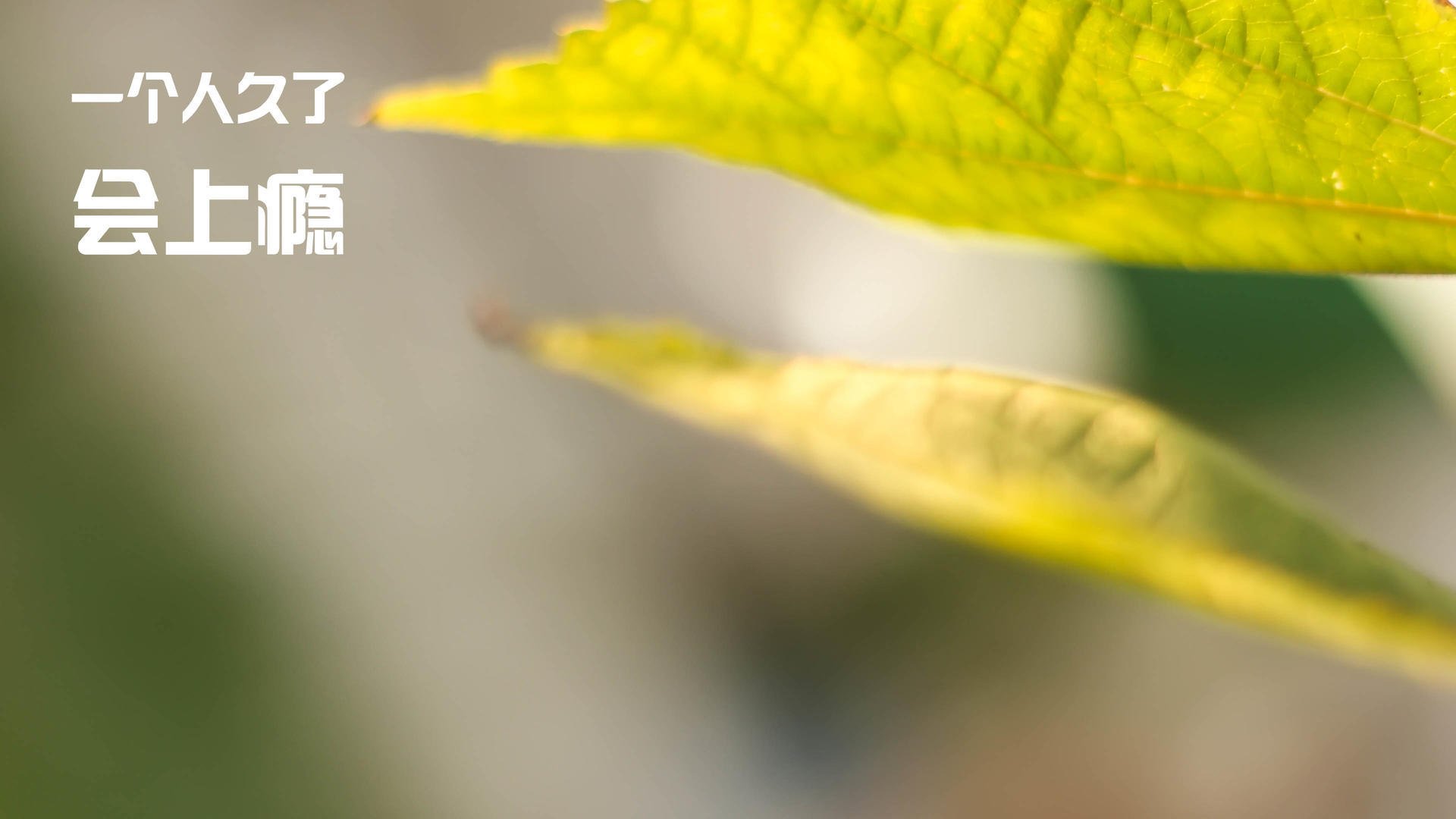 从风城到紫禁城，拉梅洛的双重救赎