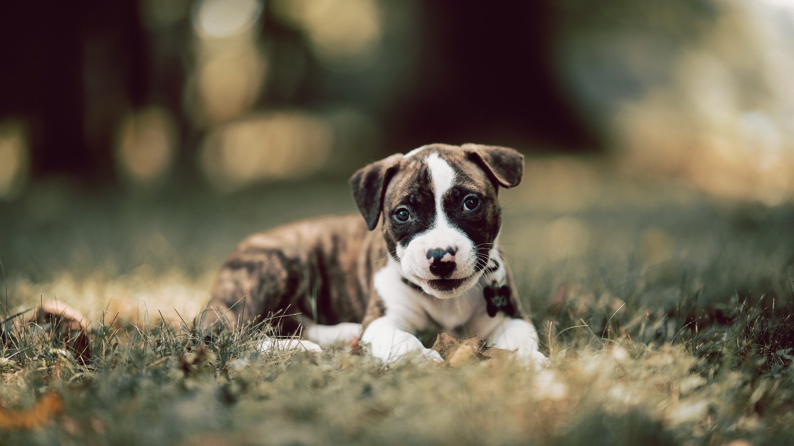 一人敌一国，黄喜灿统治级数据引领韩国巴黎巅峰对决力克巴西