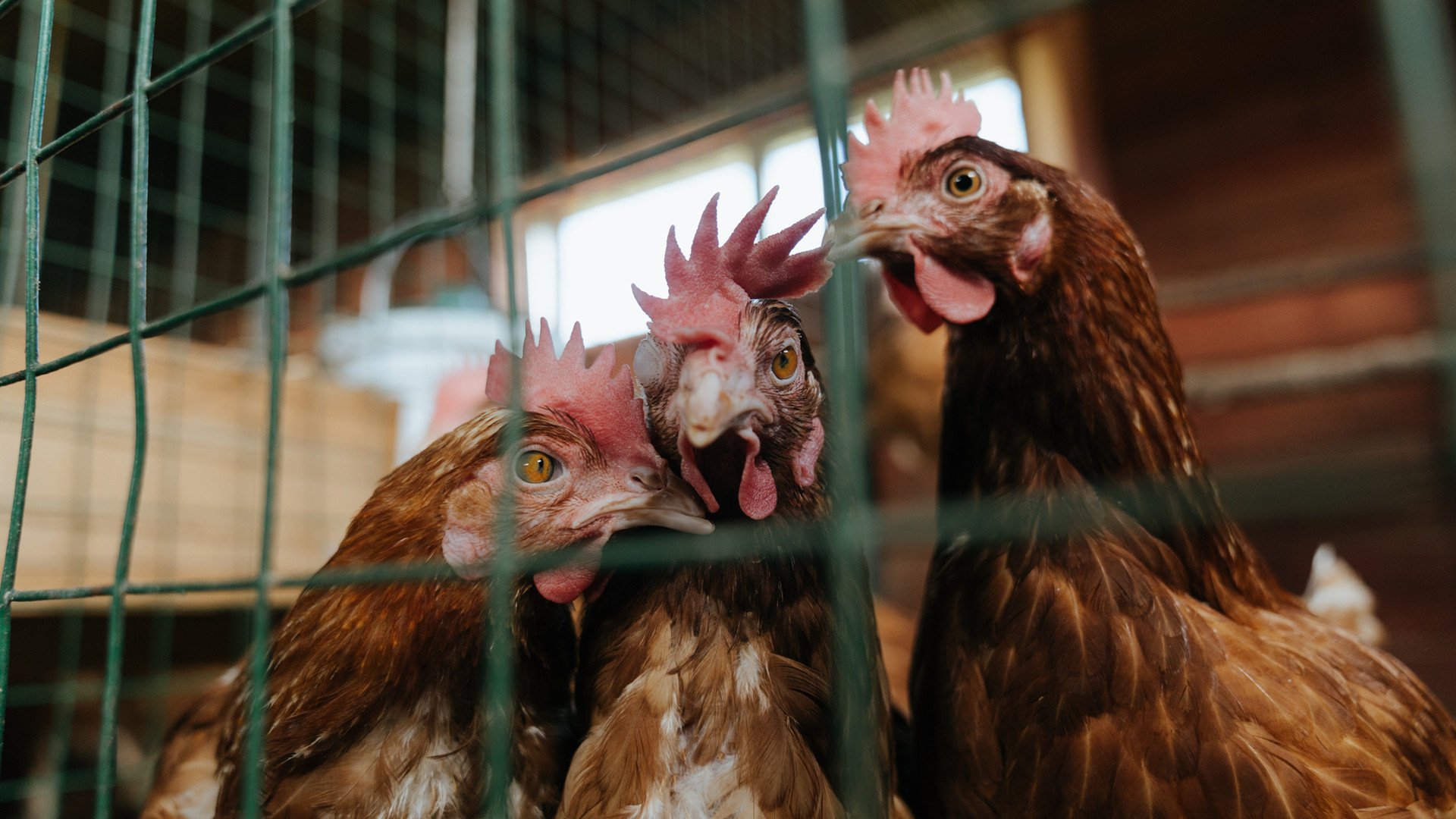 德罗赞致命一击，掘金主场擒浙江，关键先生一锤定音