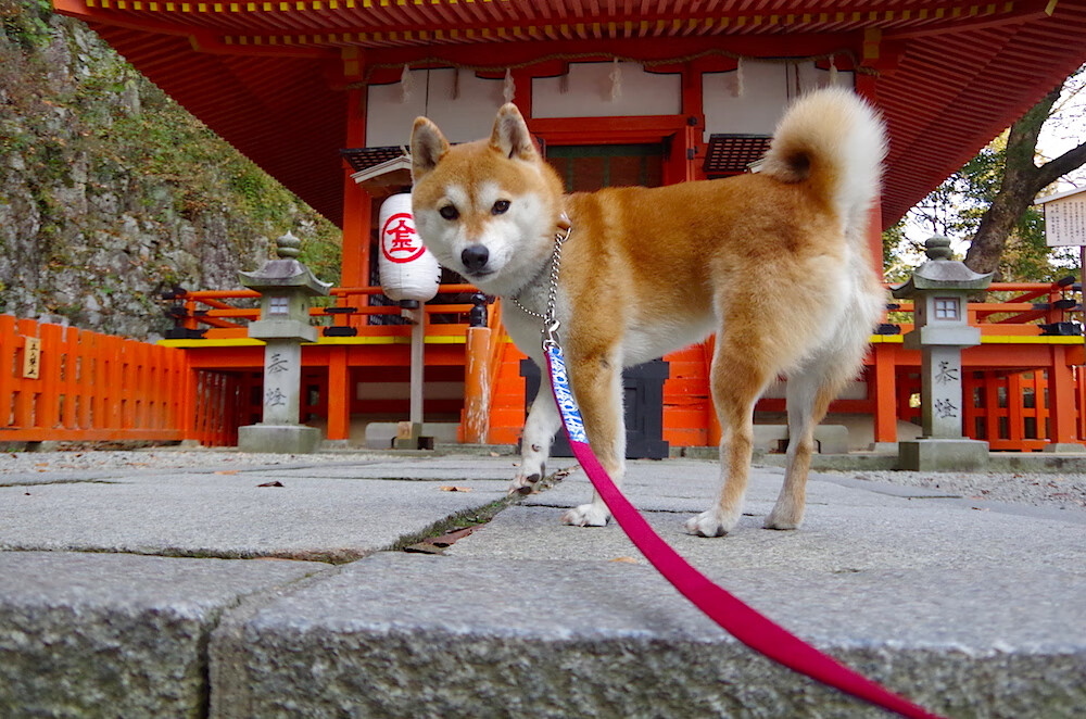 当山西的减速带遇上哈利伯顿的超跑，解析现代篮球攻防转换的博弈艺术