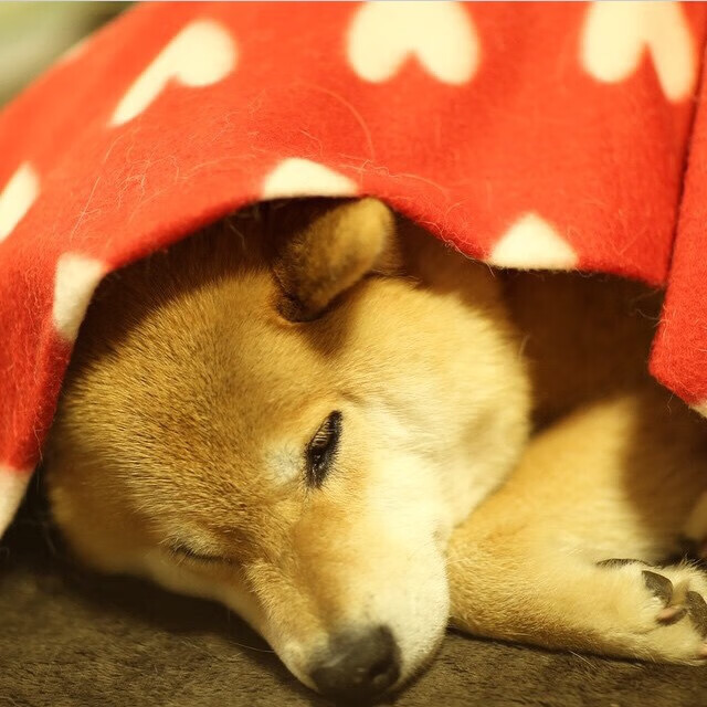 奥纳纳加时连珠炮轰垮牙买加，佛罗伦萨鏖战险胜展韧性