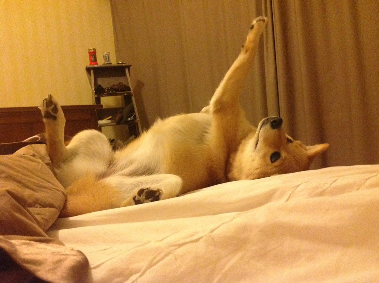 篮球宇宙的共振，当广厦收割魔术，马克西正雕刻冠军的雏形