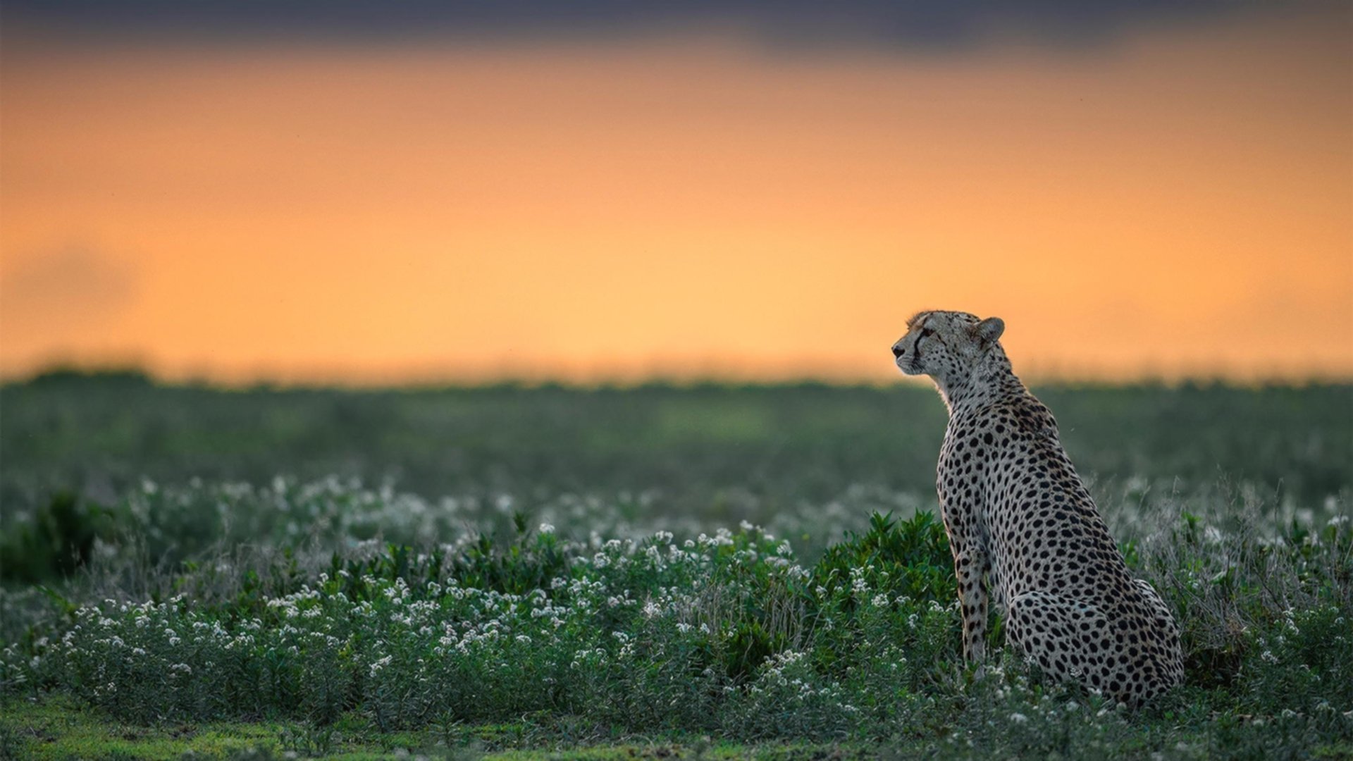 强者的传承，热火铁血逆袭，文班亚马孤星崛起—当团队魂魄遭遇天赋洪流