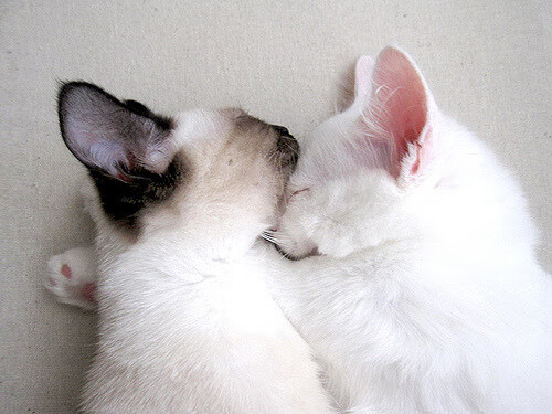 F1年度争冠之夜，布伦森闪耀全场，成就传奇时刻