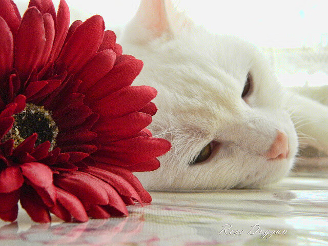 爵士节奏，掌控辽宁队的节拍器