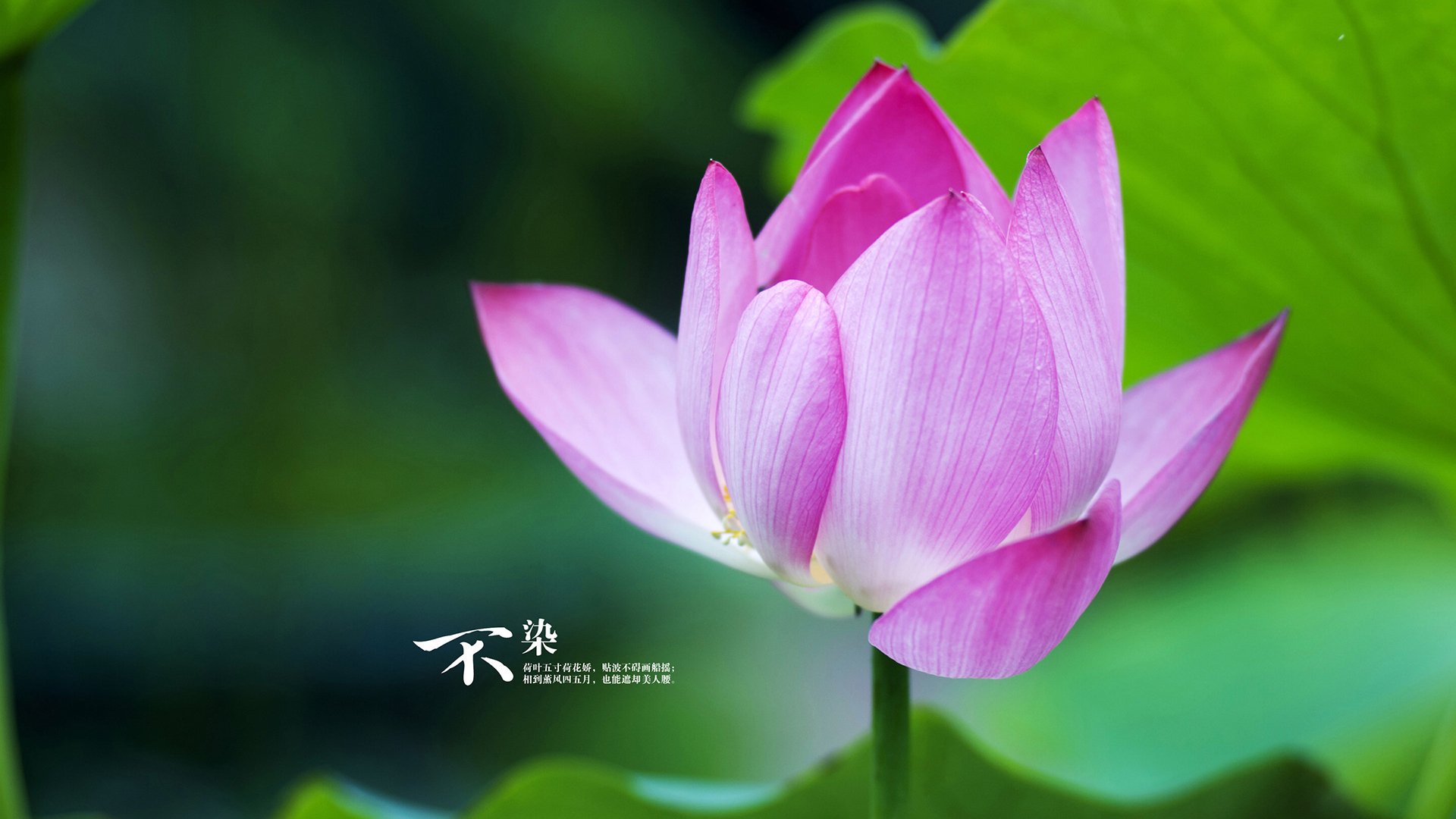 铁幕与獠牙，阿克一锤定音，贝蒂斯客场踏平那不勒斯