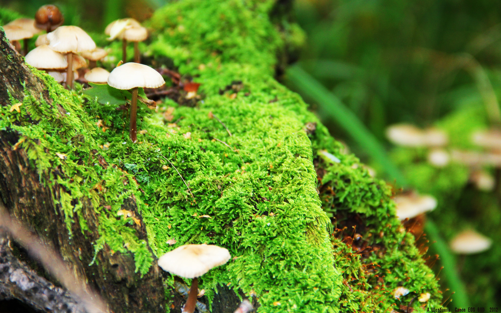 橄榄枝与龙鳞，当德罗赞接管奥运关键战，我们想起十年前勇士翻盘广东的那个夜晚