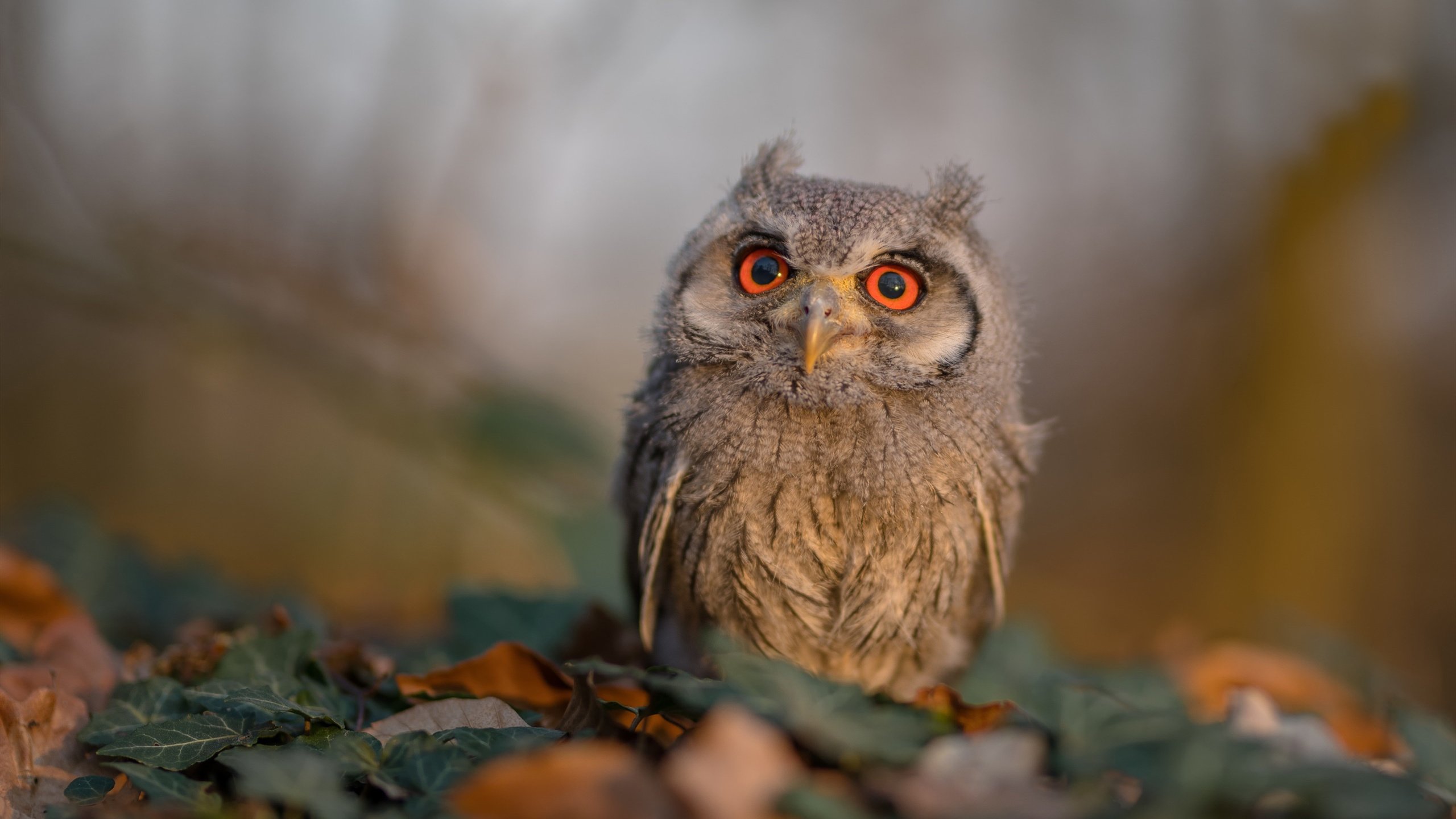 欧冠半决赛跨界焦点战，奇才压哨绝杀广东队，篮球世界瞩目