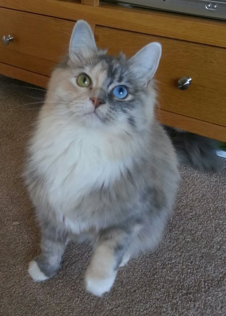 篮网主场大捷国王，锡安欧冠半决赛上演主宰时刻